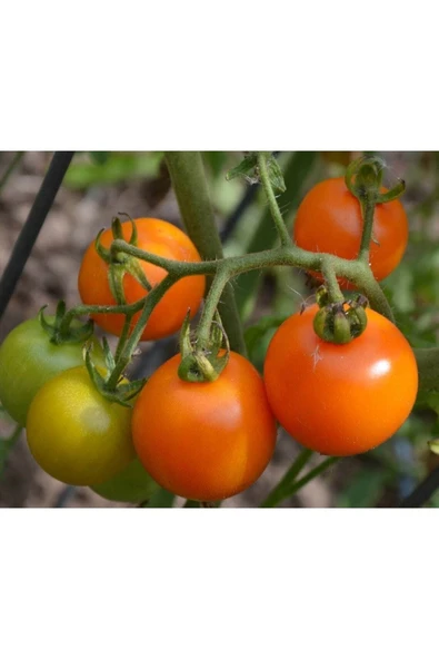 Muka Botanik 20 Adet Sun Gold Cherry Domates Tohumu - Resim 3