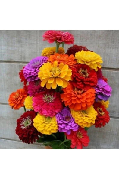 Muka Botanik Dev Çiçekli Zinya Tohumu Kaliforniya 10 12 Adet ürün görseli