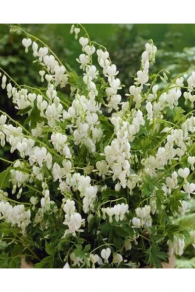 Muka Botanik Nadir Beyaz Dicentra Çiçeği Tohumu Ekim Seti - Resim 4