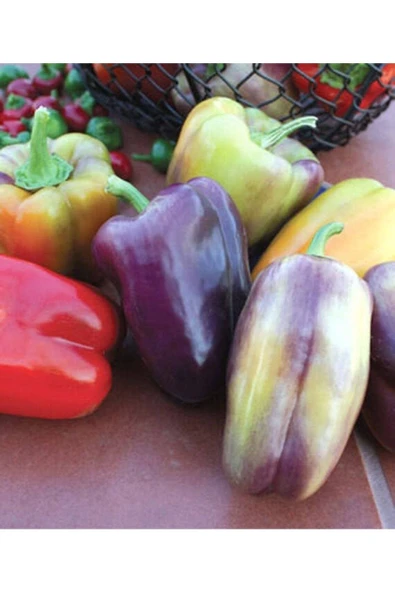 Muka Botanik 20 Adet Pinot Noir Sweet Dolmalık Biber Tohumu ürün görseli