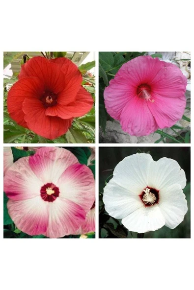 Muka Botanik 10 Adet Mıxed Luna Hıbıscus Tohumu ürün görseli