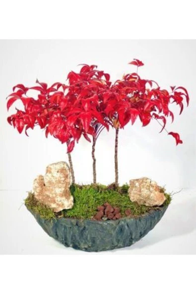 Muka Botanik Ithal Cennet Bonzai Ağacı Tohumu Ekim Seti - Resim 4