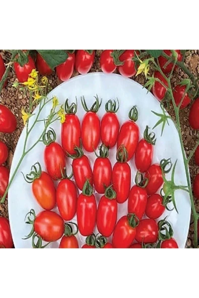 Muka Botanik Kokteyl Domates Tohumu / 10 Tohum - Resim 2