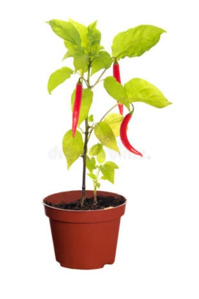Muka Botanik Nadir Ithal Çok Acı Bangkok Biberi Tohumu Ekim Seti - Resim 2