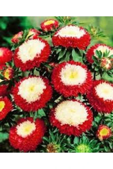 Muka Botanik 10 Adet Aster Pompon Winter Cherry Red Tohumu - Resim 2