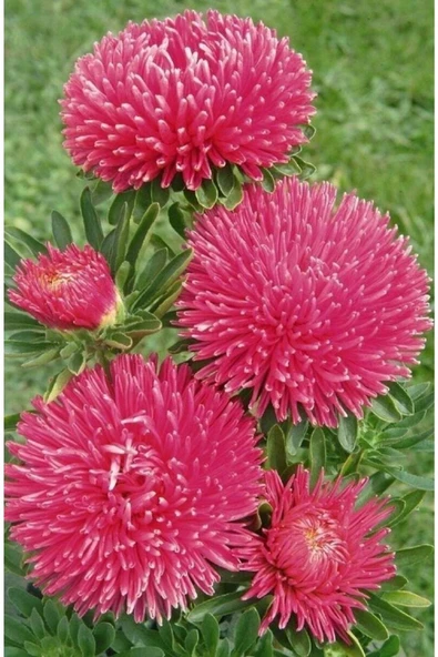 Muka Botanik 10 Adet Aster Karmelita Pink Annual Tohumu - Resim 5