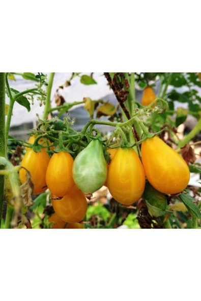 Muka Botanik 30 Adet Ildi Domates Tohumu ürün görseli