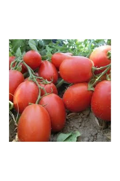 Muka Botanik Kurutmalık Salçalık Bursa Domatesi Tohumu 25 Adet Bursa Domates Tohumu - Resim 3