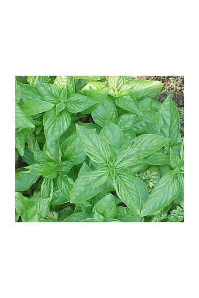 Muka Botanik Agrobazaar Reyhan Bitkisi 100 Tohum+saksı+toprak Seti - Resim 2