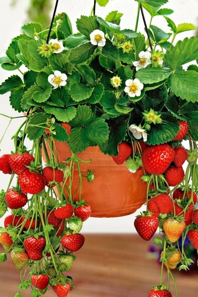 Muka Botanik 4 Mevsim, Yediveren Çilek Tohumu / 20 Adet Saksılık Çilek Tohumu ürün görseli