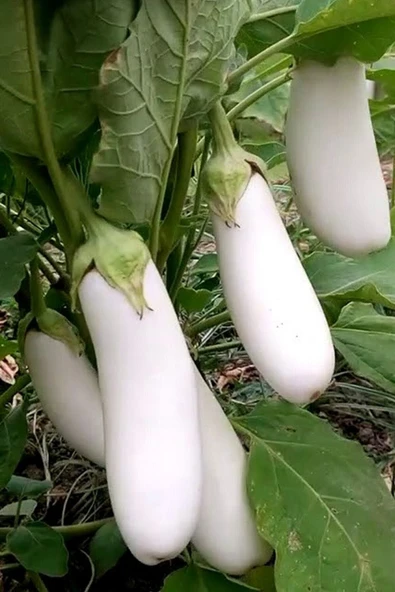 Muka Botanik Organik Beyaz Patlıcan Tohumu / 5+ Adet Tohum ürün görseli