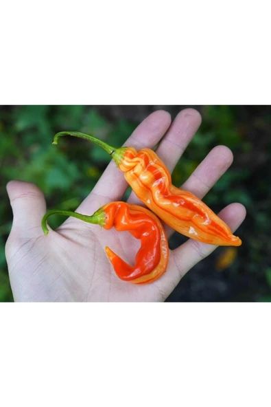 Muka Botanik 20 Adet Sugar Rush Stripey Biber Tohumu - Resim 2