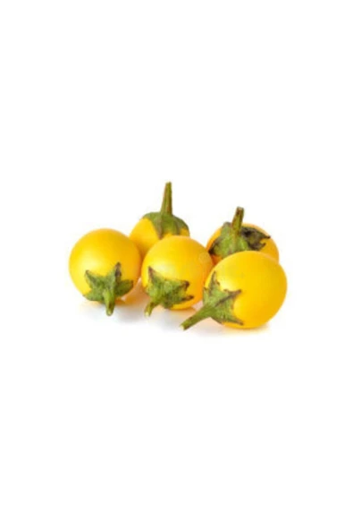 Muka Botanik Ithal Thailand Sarı Patlıcan Tohumu Ekim Seti - Resim 2