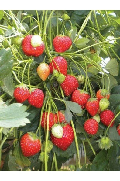 Muka Botanik Yediveren Sarmaşık Çilek Tohumu 100 Adet - Resim 3