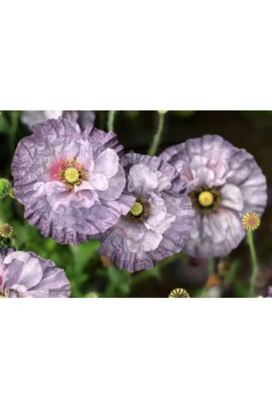 Muka Botanik 10 Adet Amazing Grey Poppy Tohumu - Resim 4