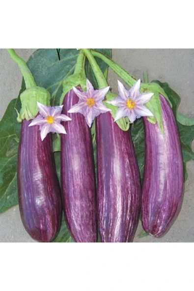 Muka Botanik Alacalı Çizgili Patlıcan Tohumu ürün görseli