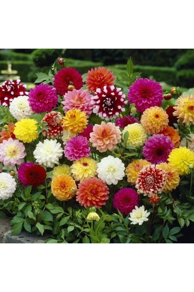 Muka Botanik 10 Adet Karışık Renkli Dahlia Çiçeği Tohumu ürün görseli