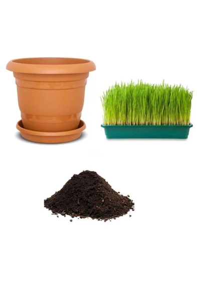 Muka Botanik Nadir Buğday Çimi Tohumu Ekim Seti ürün görseli