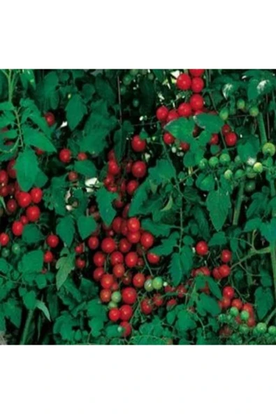 Muka Botanik Sweetie Domates Tohumu ürün görseli