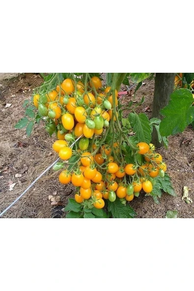 Muka Botanik 20 Adet Golden Cherry Domates Tohumu - Resim 5