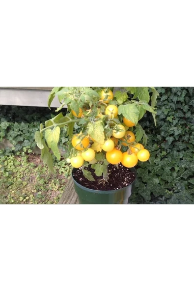 Muka Botanik 20 Adet Hahms Gelbe Micro Dwarf Domates Tohumu - Resim 2