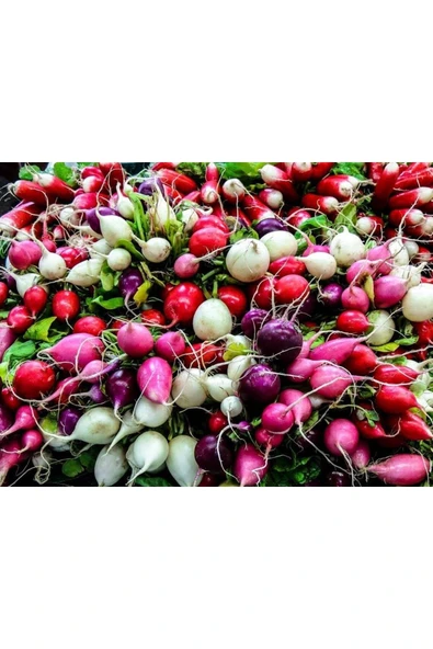 Muka Botanik 100 Adet Mix Gökkuşağı Rengi Turp Tohumu ürün görseli