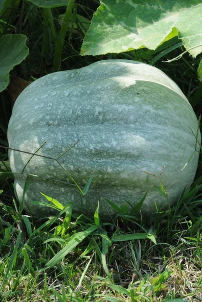 Muka Botanik Yerli Iri Beyaz Bal Kabağı Tohumu / 5+ Adet Tohum - 4