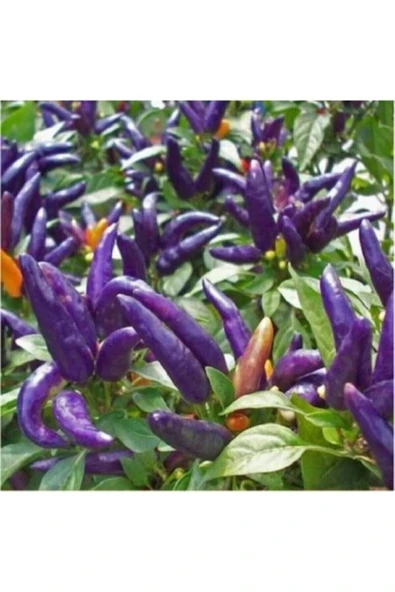 Muka Botanik 20 Adet Saksılık Mor Süs Biberi Tohumu ürün görseli