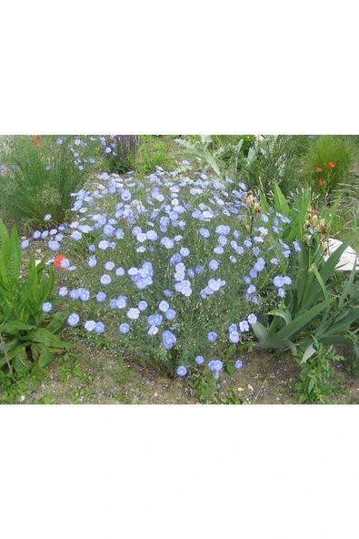 Muka Botanik 10 Adet Blue Flax (prairie Flax / Lewis Blue Flax) Tohumu ürün görseli
