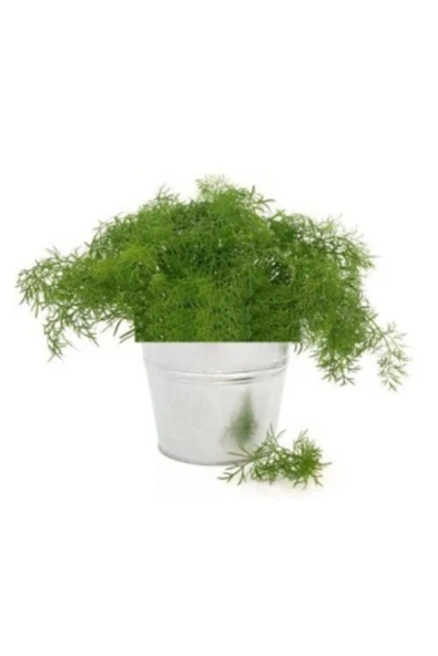 Muka Botanik Geleneksel Dere Otu Tohumu Ekim Seti - Resim 2