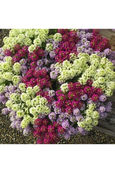 Muka Botanik 10 Adet Karışık Renkli Alisyum Çiçeği Tohumu ürün görseli