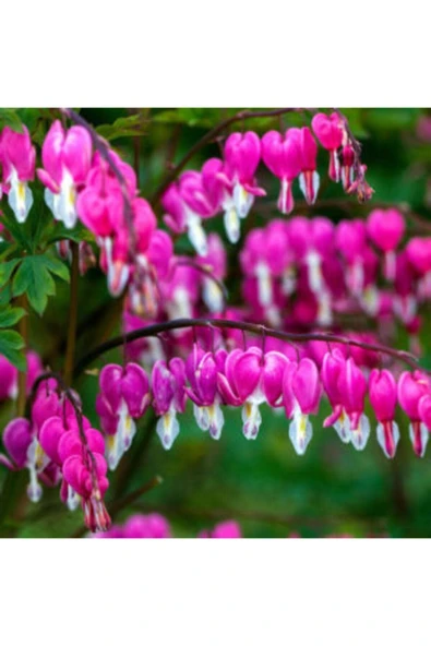 Muka Botanik Ithal Pembe Dicentra Çiçeği Tohumu Ekim Seti - Resim 3