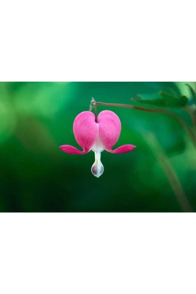 Muka Botanik 5 Adet Pink Bleeding Heart Tohumu - Resim 4