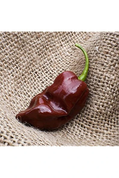 Muka Botanik 20 Adet Choclate Habanero Biber Tohumu ürün görseli