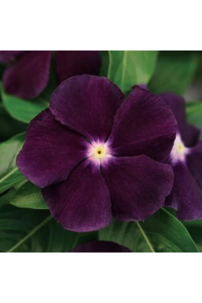 Muka Botanik 10 Adet Mor Renkli Cezayir Menekşesi Çiçek Tohumu ürün görseli