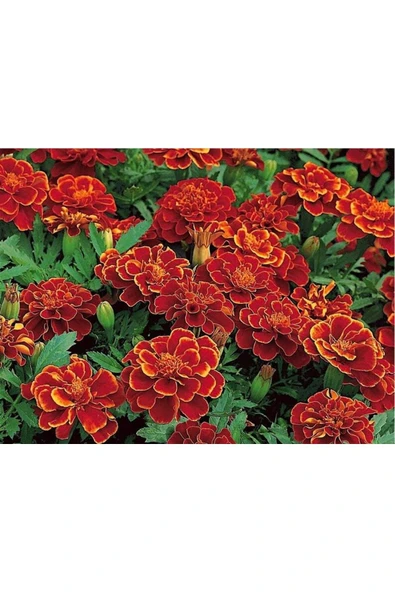 Muka Botanik 5 Adet Natural French Marigold Carmen Tohumu - Resim 5