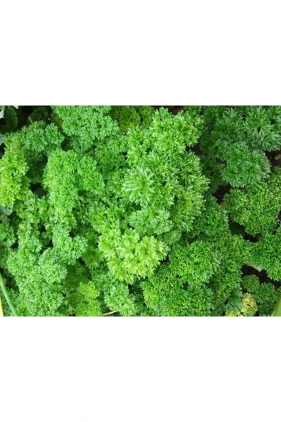 Muka Botanik Kıvırcık Frenk Maydanoz Tohumu (1000 Tohum) - Resim 2