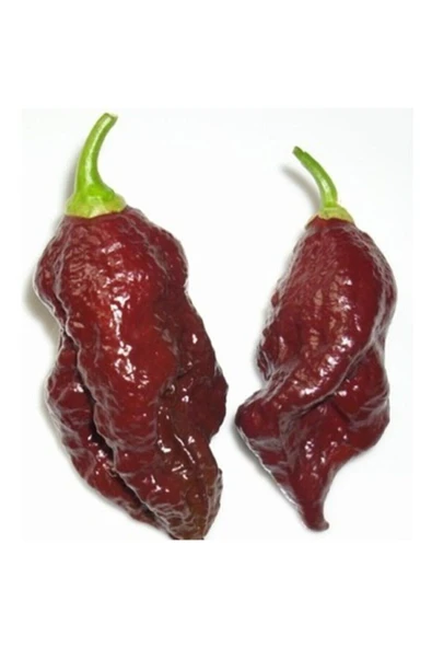 Muka Botanik 20 Adet Kahverengi Bhut Jolokia Biber Tohumu ürün görseli