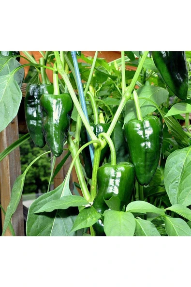 Muka Botanik 20 Adet Ancho / Poblano Biber Tohumu - Resim 2