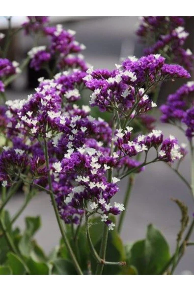 Muka Botanik Ebruli Mor Deniz Lavantası Lımonıum Çiçek Tohumu 10 15 Adet ürün görseli