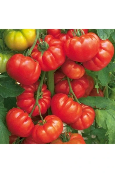 Muka Botanik 20 Adet Beefsteak Domates Tohumu - Resim 3