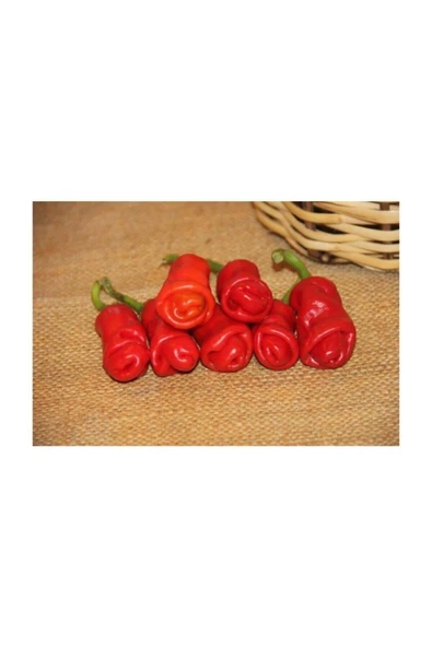 Muka Botanik Nadir Ithal Kırmızı Acı Biber Tohumu 10 Adet Tohum - Resim 2