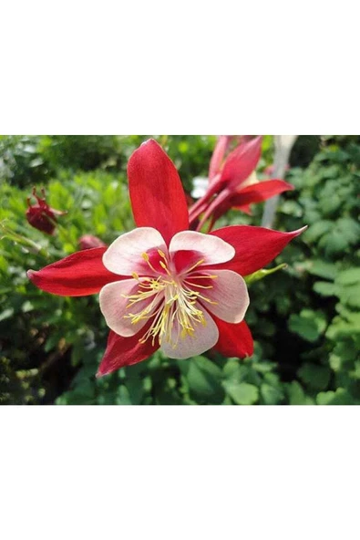 Muka Botanik 10 Adet Columbine Aquilegia Vulgaris Tohumu ürün görseli