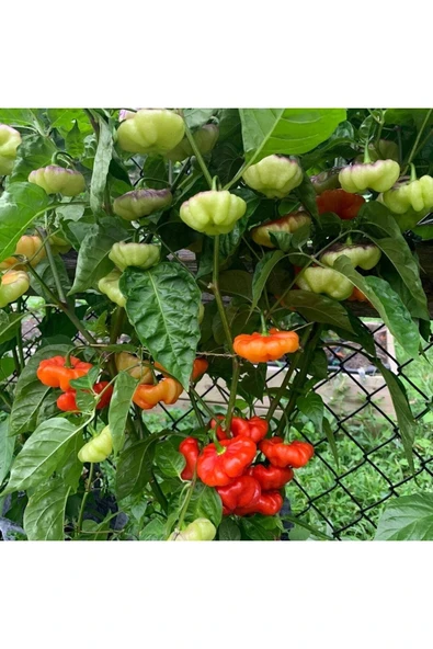 Muka Botanik 20 Adet Aji Cachucha Biber Tohumu ürün görseli