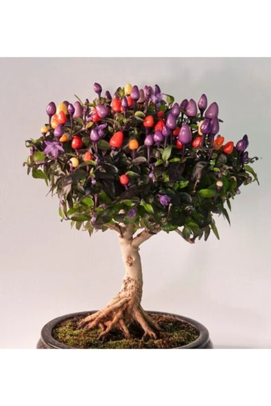 Muka Botanik Şili Bonsai Ağacı Tohumu-10 Adet ürün görseli