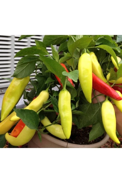 Muka Botanik 20 Adet Sweet Banana Biber Tohumu ürün görseli