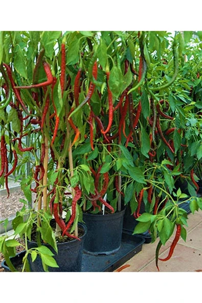 Muka Botanik 20 Adet Big Chili Biber Tohumu - Resim 3