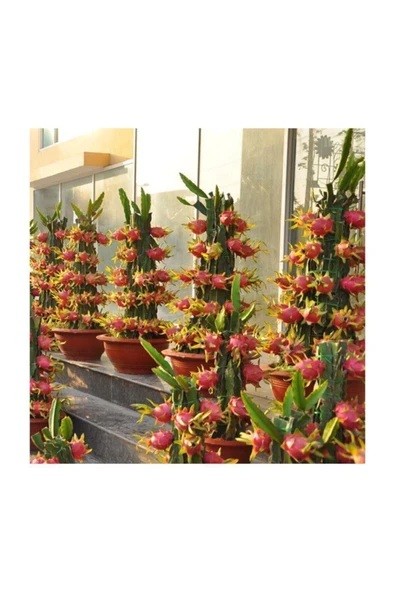 Muka Botanik Bodur Pitaya Meyvesi Tohumu 10 Adet Tohum Saksılık Pitaya Tohumu - Resim 4