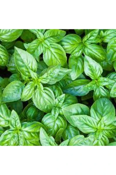 Muka Botanik Yeşil Yapraklı Mis Kokulu Fesleğen Çiçeği Tohumu 30 Adet - Resim 2