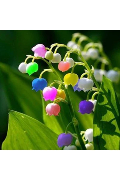 Muka Botanik Çok Nadir Çan Orkide Çiçeği Tohumu Ekim Seti - Resim 2